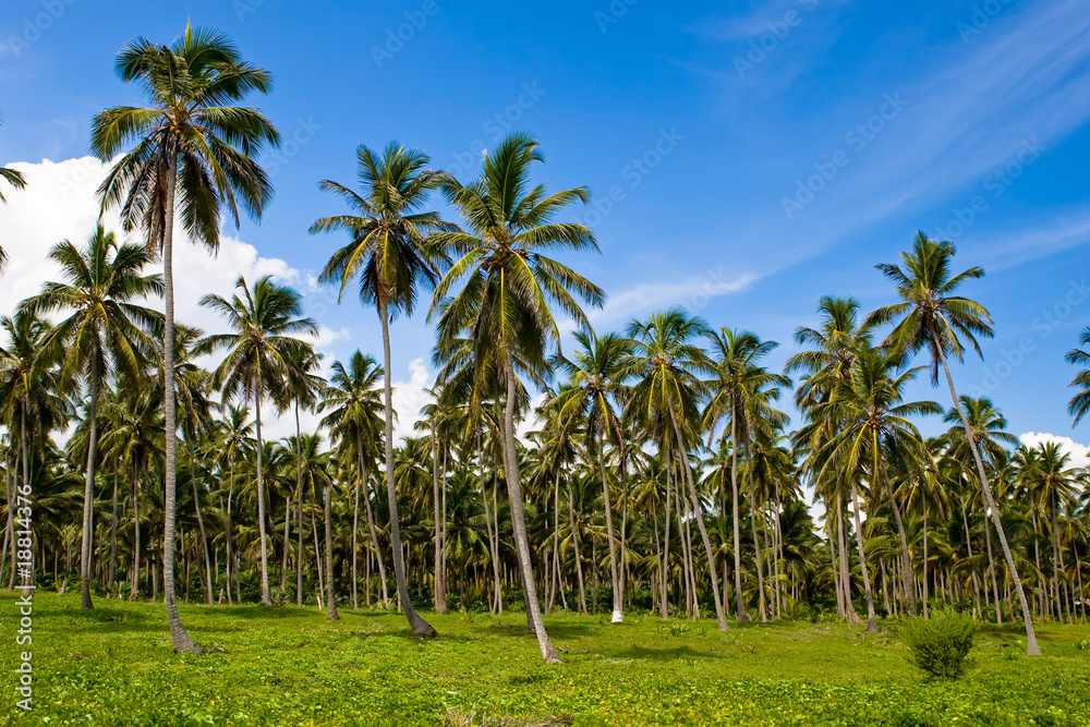 Forest of green palms under blue sky