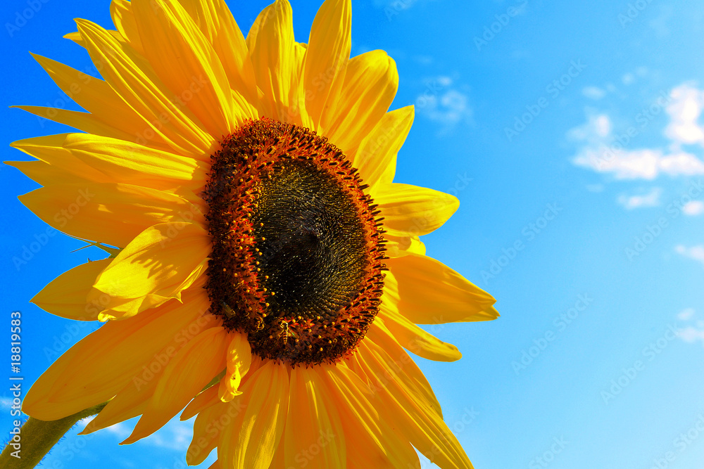 Obraz premium Sunflower against blue sky