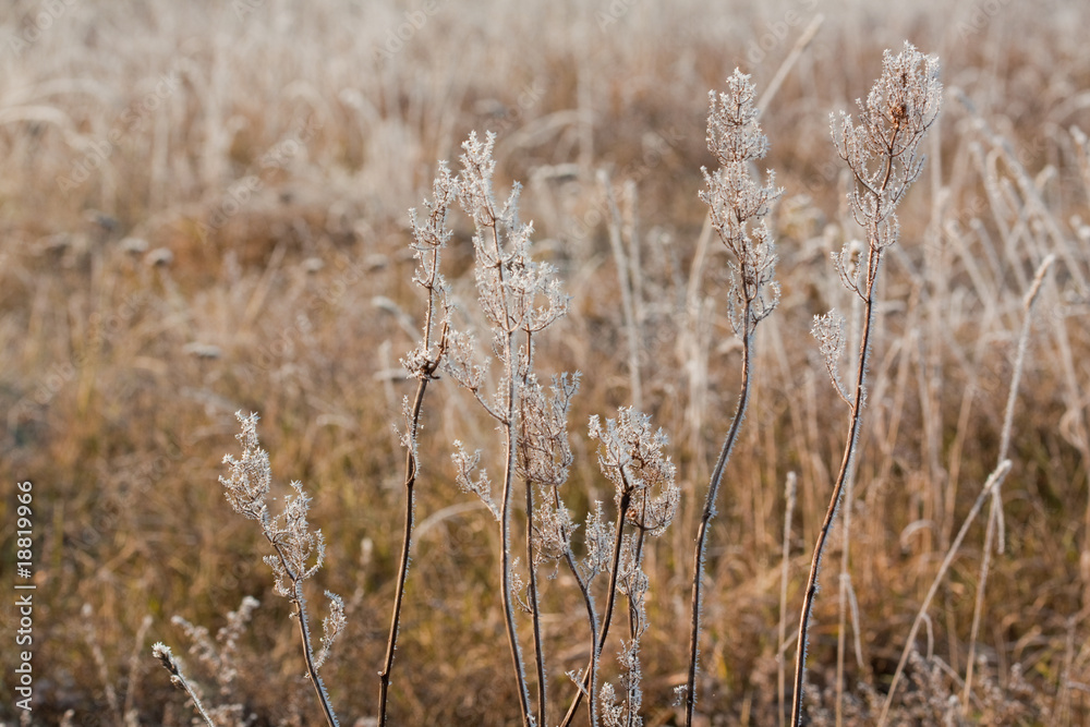 Fototapeta premium Frost grass close up