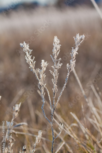 Frost grass close up