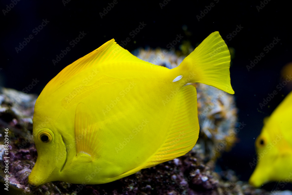 an exotic fish swimming an exotic fish swimming