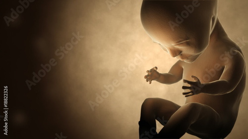 Womb with human fetus