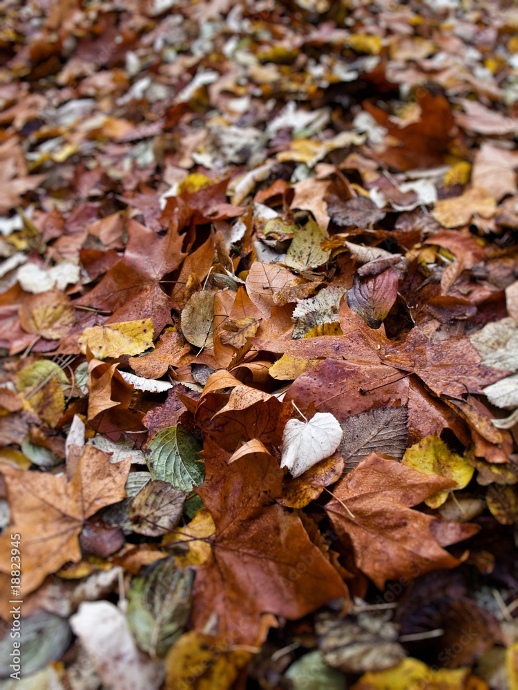 Feuilles en automne