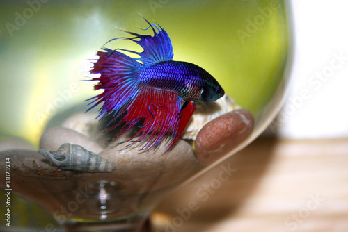 one small blue fish in aquarium