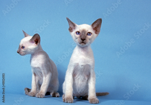 deux chatons siamois assis en studio sur fond bleu photo