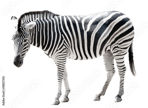 Zoo single burchell zebra isolated on white