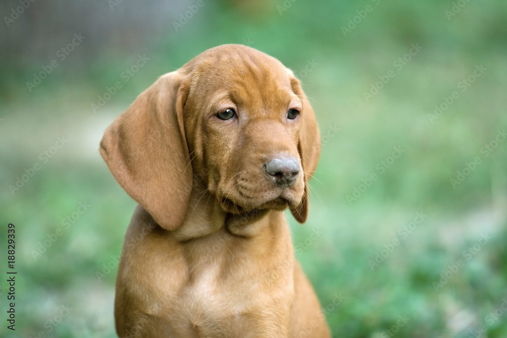 Hungarian Viszla, puppy Hungarian Viszla, puppy