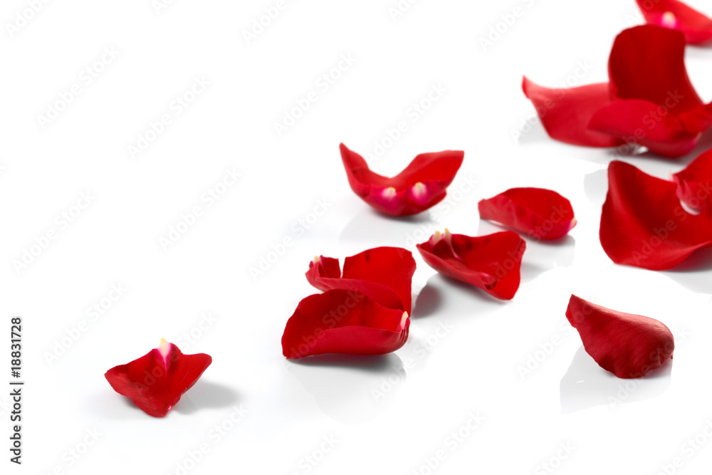 Petals of a rose, on a white background.