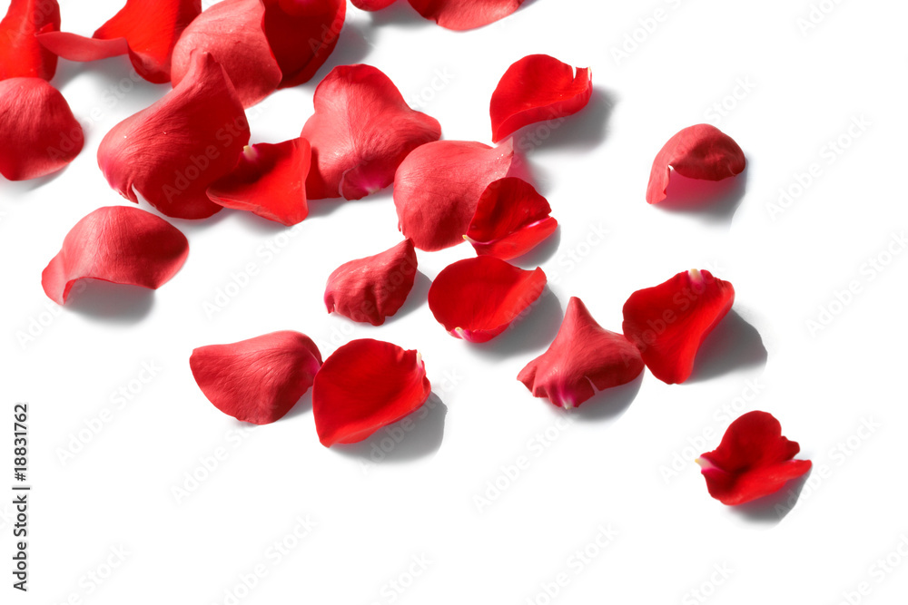 Petals of a rose, on a white background. Petals of a rose, on a white background.