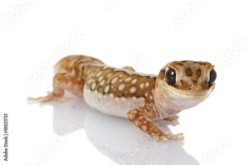 Wheat-belt Stone Gecko