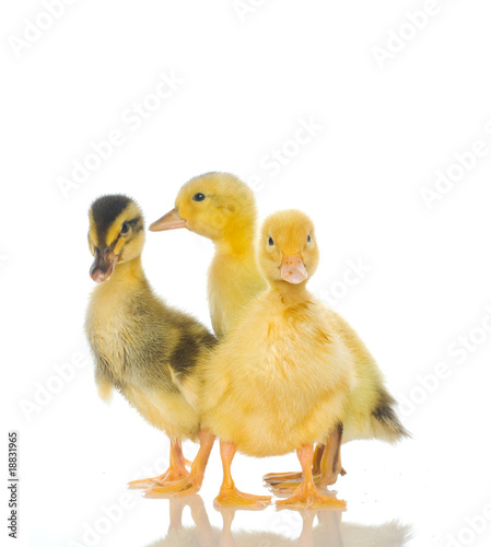 yellow ducklings on a white background
