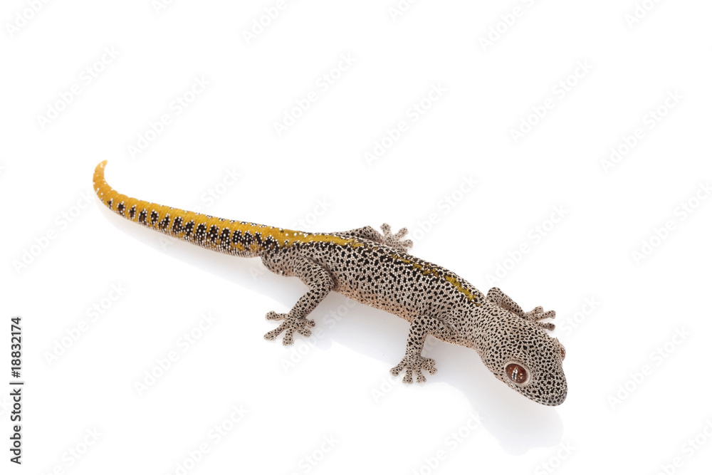 Fototapeta premium Golden Spiny-tailed Gecko
