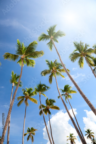Palms and blue sky