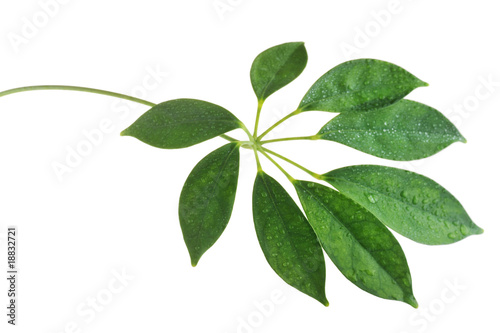 green leaves