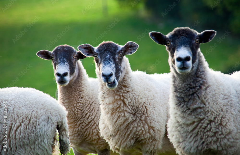 Three sheep standing in a line - focus on middle sheep