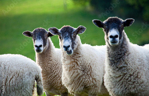 Three sheep standing in a line - focus on middle sheep