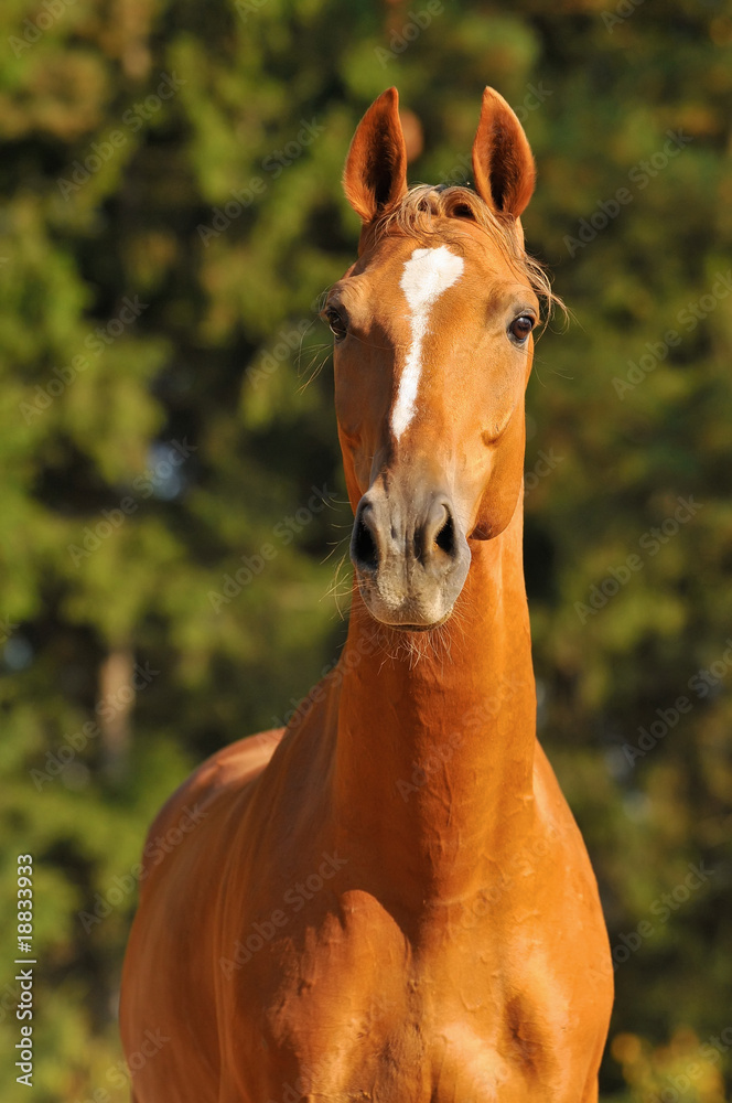 Fototapeta premium red horse portrait in summer