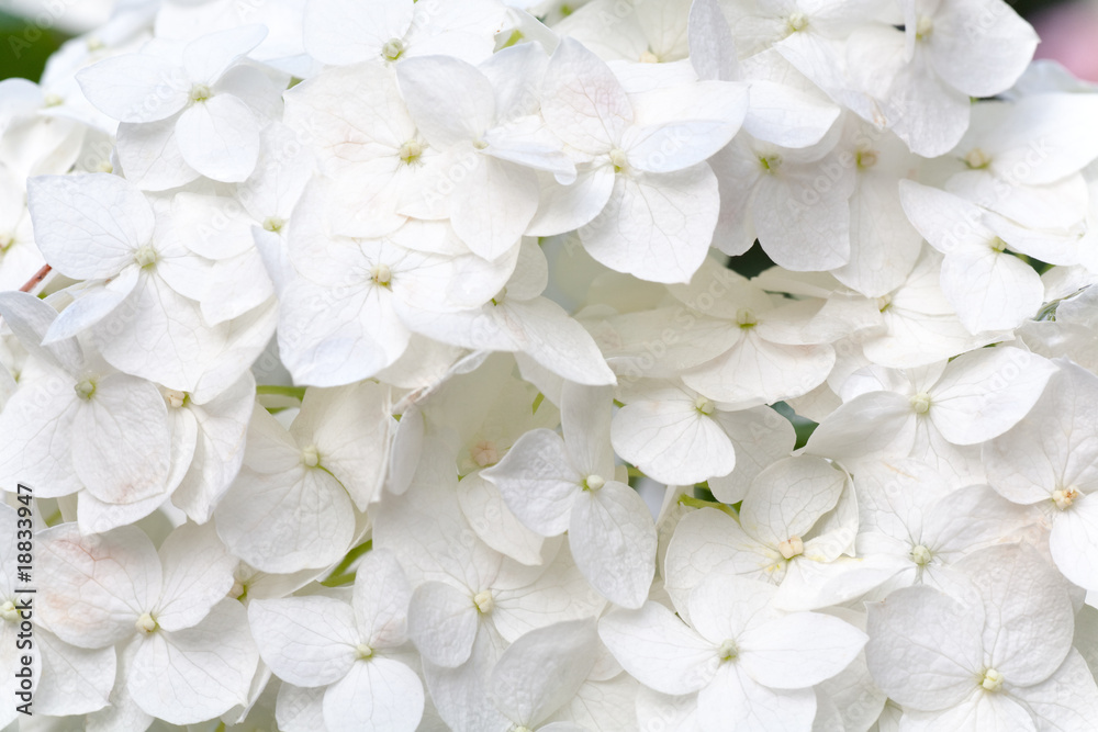 white hydrangea blossoms with dew macro white hydrangea blossoms with dew macro