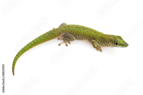 Koch¡¯s Giant Day Gecko