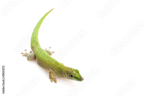 Koch¡¯s Giant Day Gecko