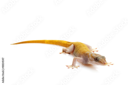 Golden Gecko