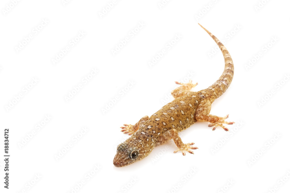 Naklejka premium Sandstone Gecko