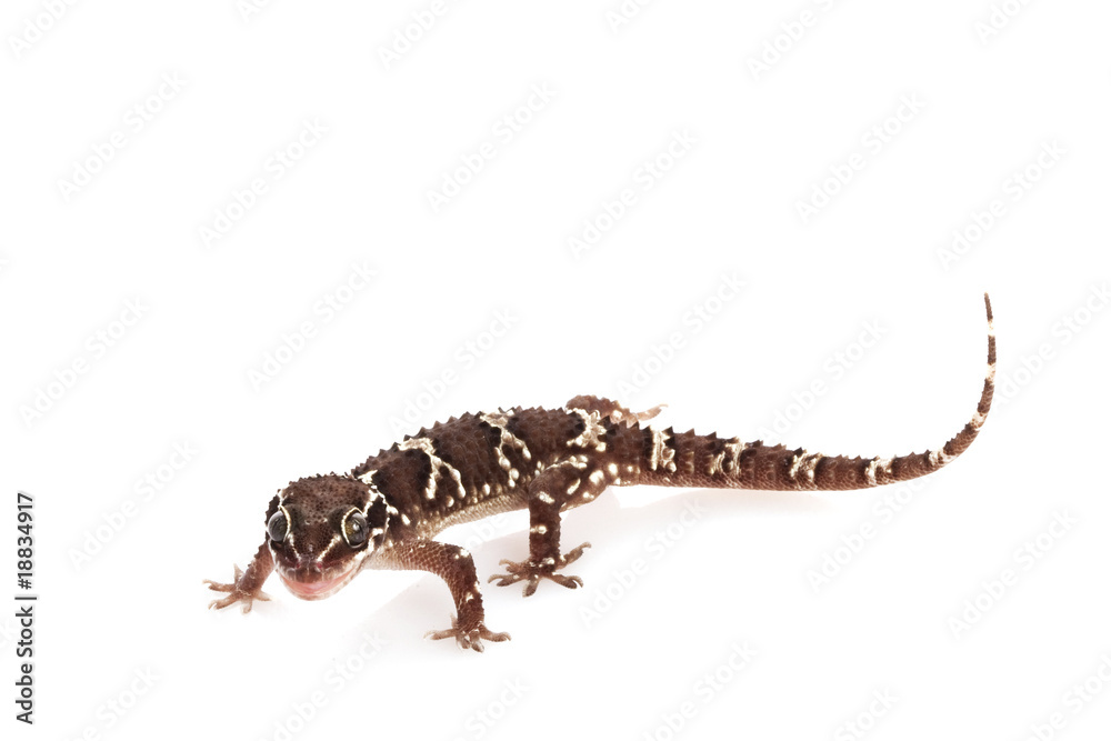 Fototapeta premium Greater Termite Hill Gecko