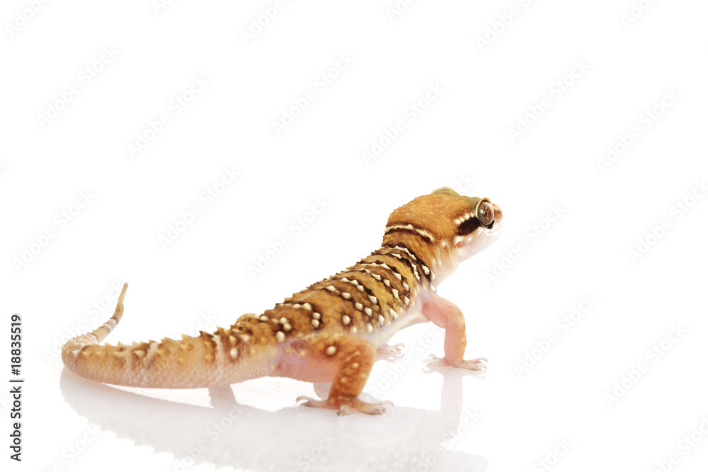 Obraz premium Lesser Termite Hill Gecko