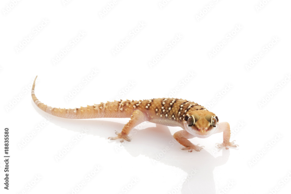 Fototapeta premium Lesser Termite Hill Gecko