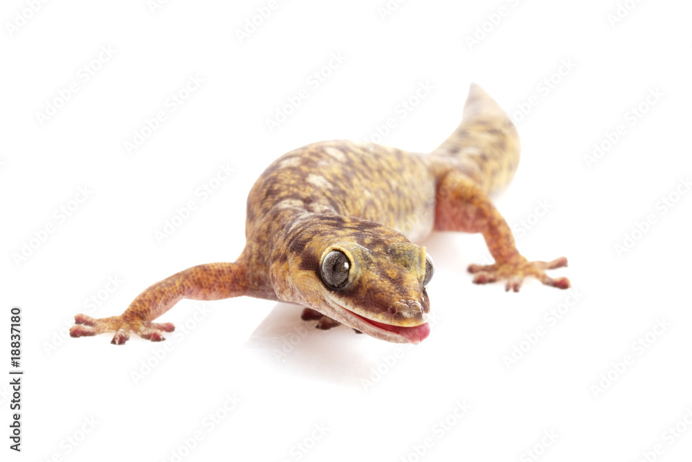 Obraz premium Oscillated Velvet Gecko