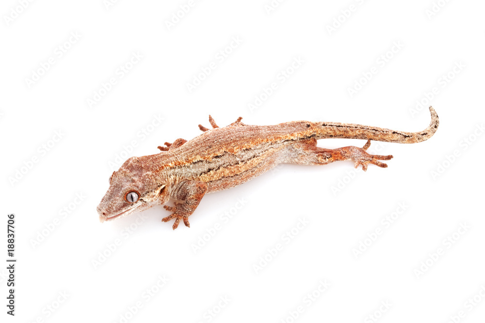 Naklejka premium Gargoyle Gecko