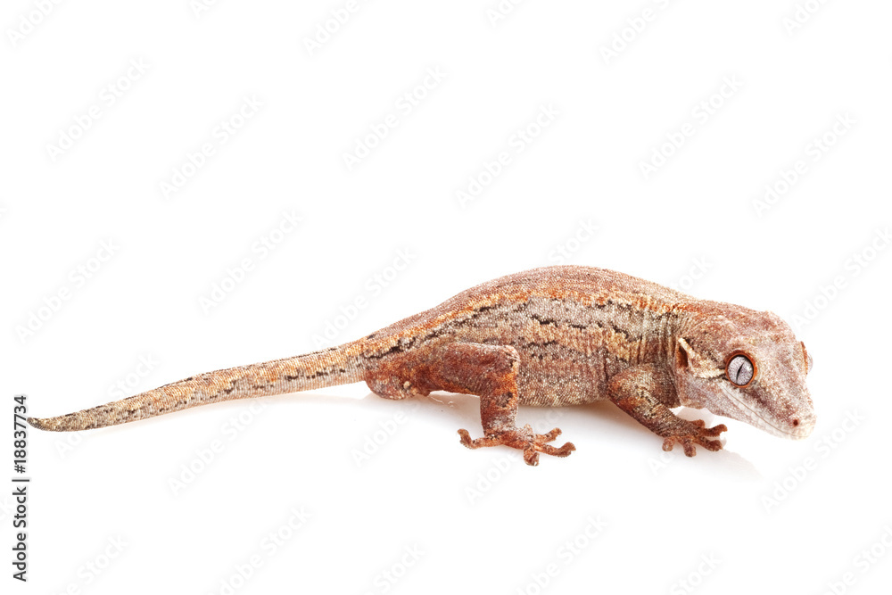 Naklejka premium Gargoyle Gecko
