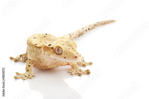 Crested Gecko © fivespots