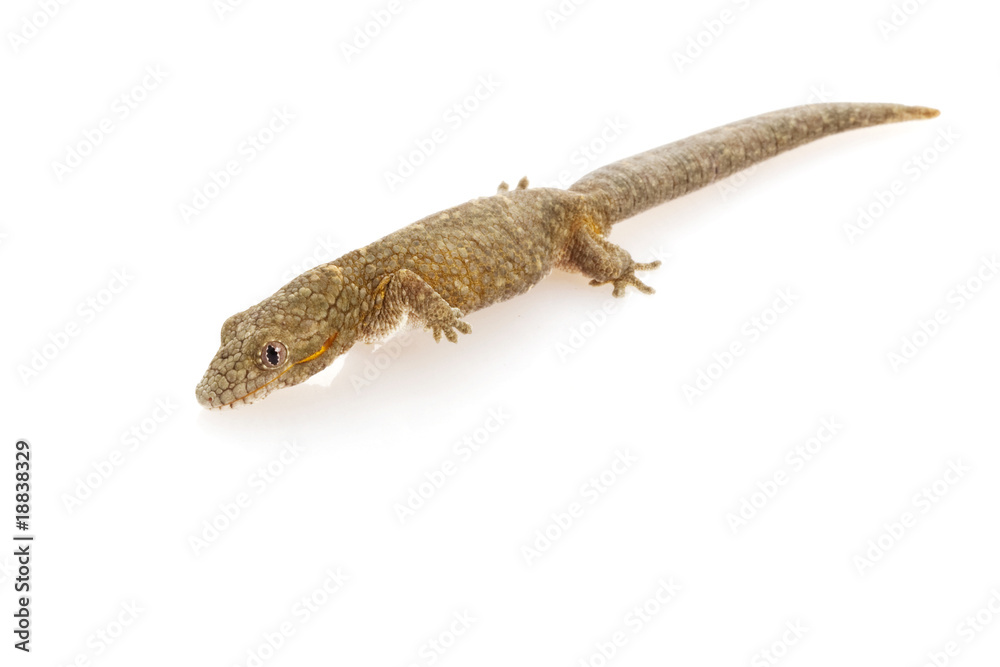 Naklejka premium Chameleon Gecko