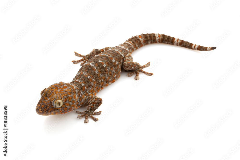 Fototapeta premium Tokay Gecko