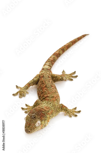 Mossy New Caledonian gecko