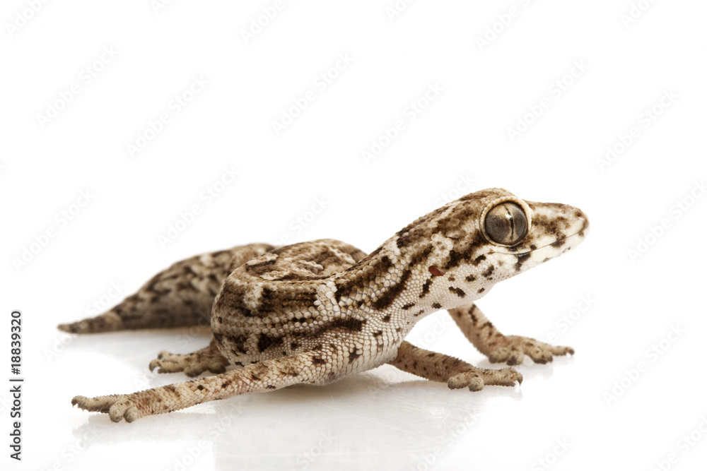 Viper Gecko Viper Gecko