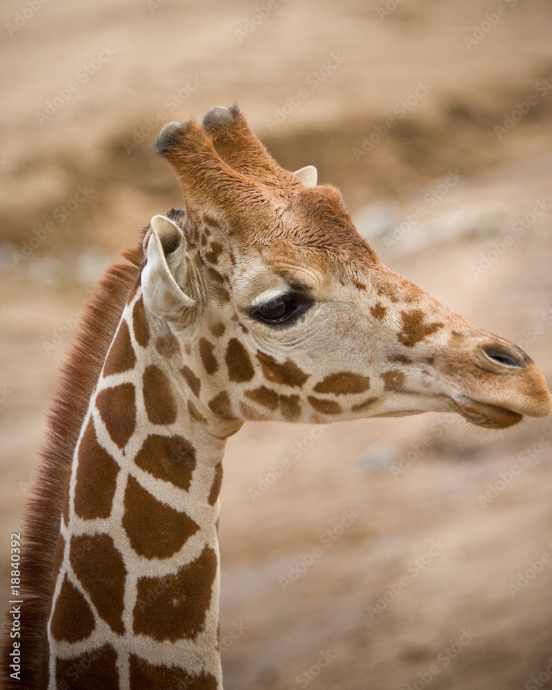 Obraz premium Giraffe