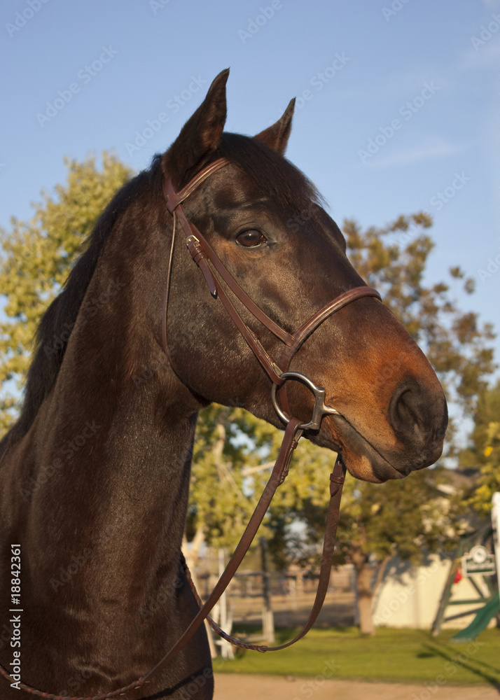 Obraz premium Horse Portrait