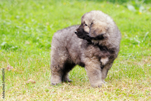 Sarplaninec, Macedonian shepherd dog photo