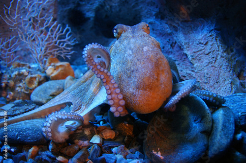 Pulpo photo