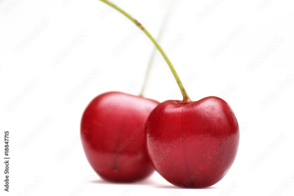 two red ripe mazzard cherries isolated on white two red ripe mazzard cherries isolated on white