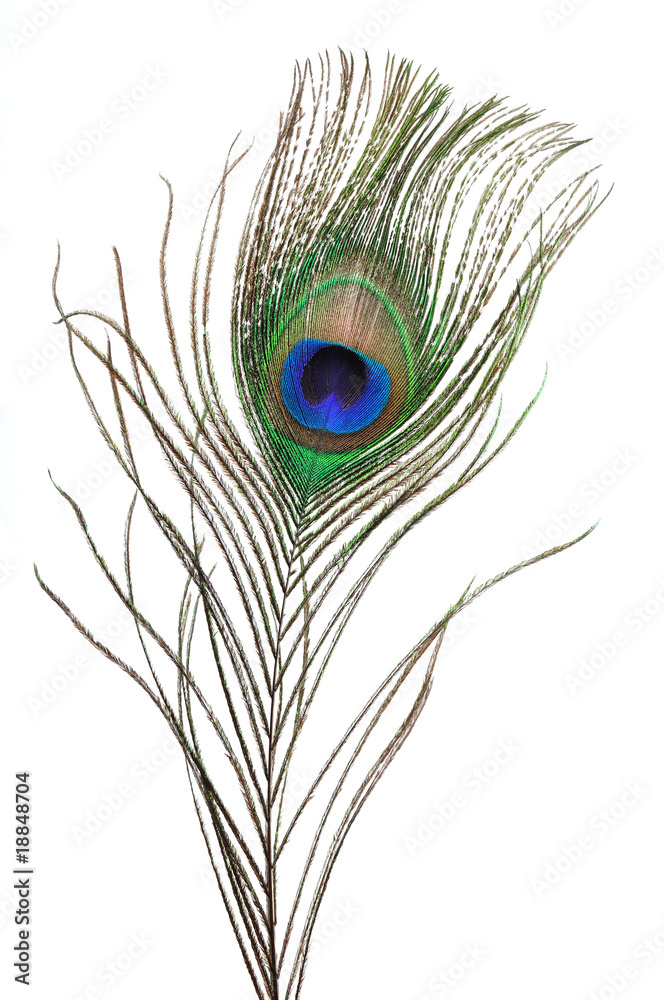 Obraz premium Peacock feather