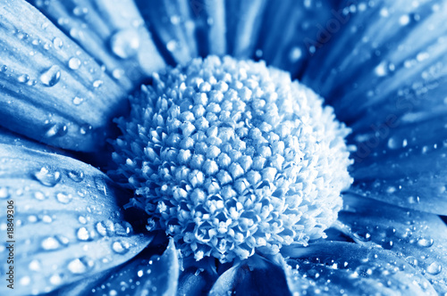 Принти на полотні beautiful daisy gerbera