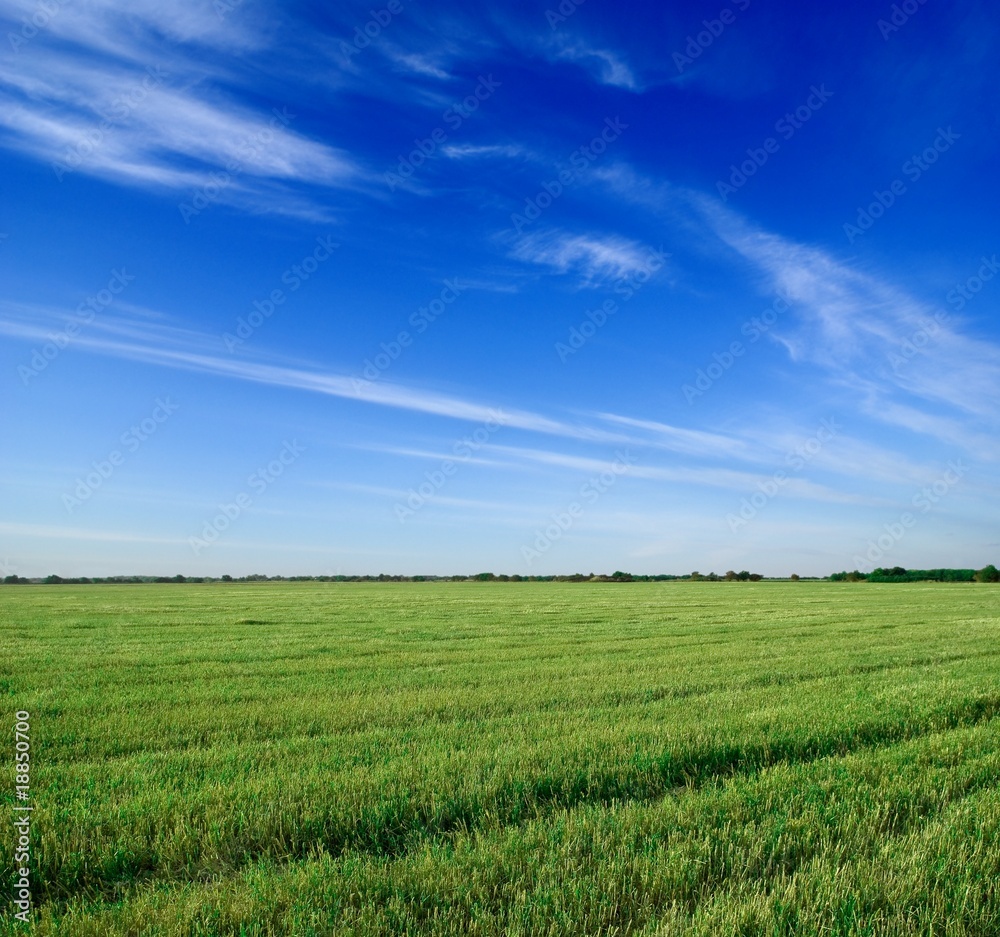 green fresh field under a blue sky