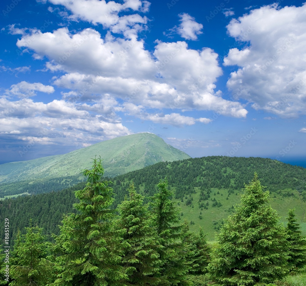 Obraz premium mountain forest under a blue sky