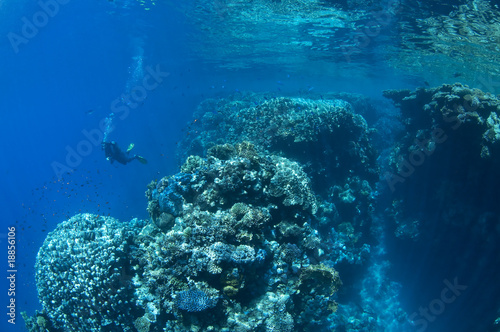 Récif et plongeur dans le bleu photo