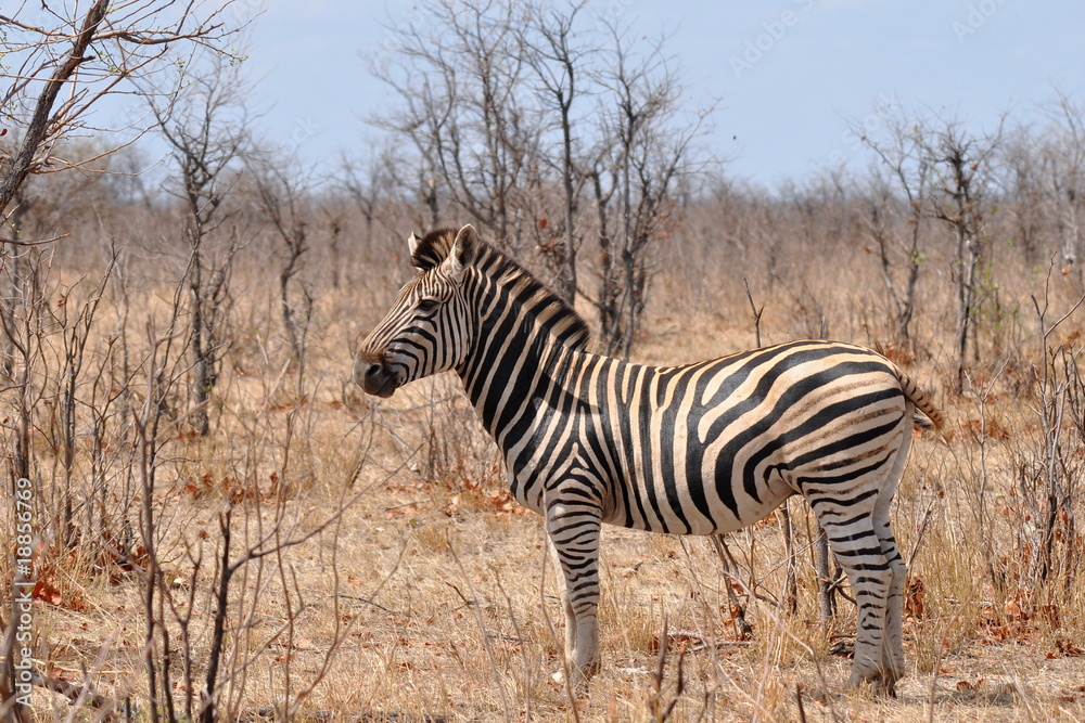 plains zebra in Kruger national park,South Africa plains zebra in Kruger national park,South Africa