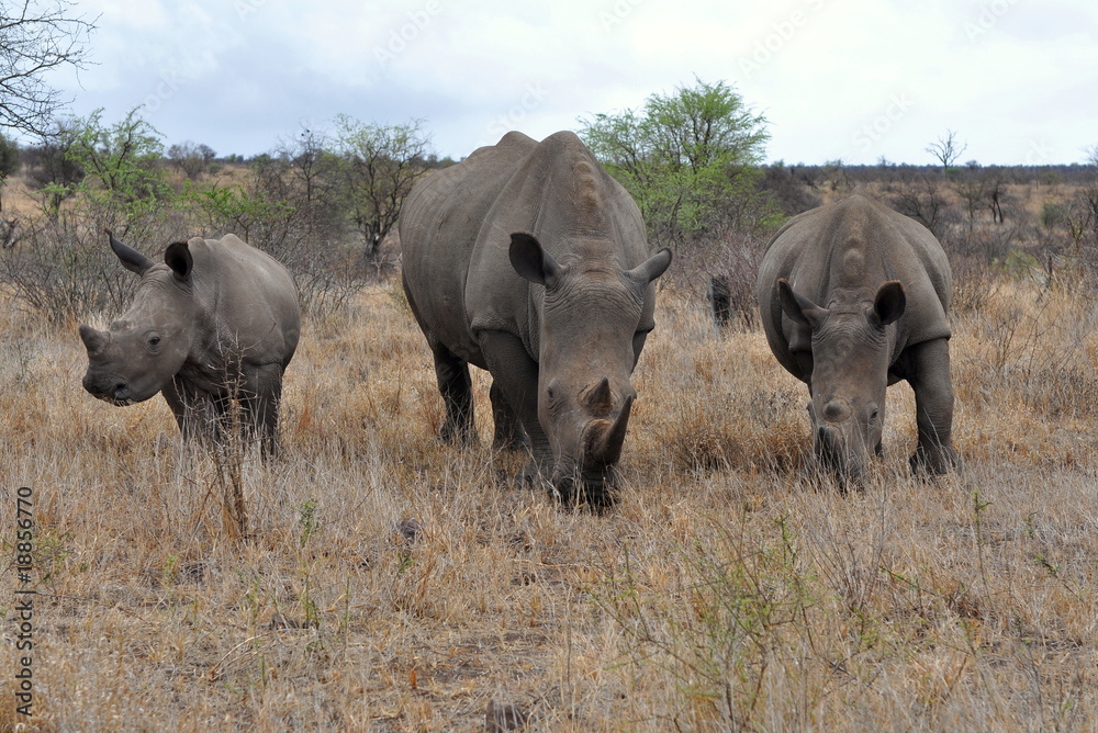 Rhino family with 2 calves,Kruger NP,South Africa Rhino family with 2 calves,Kruger NP,South Africa