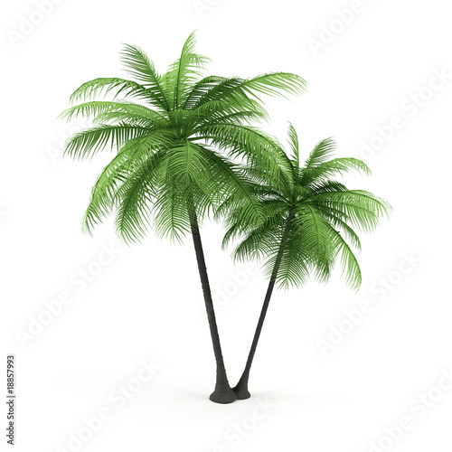 Green palm on a white background.